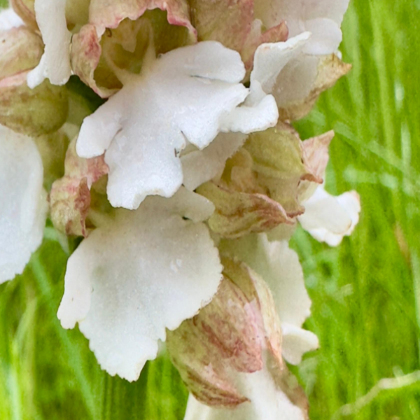 Orchis purpurea hypochrome